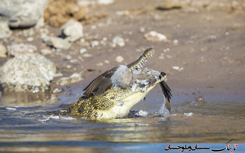 تصاویر شکار کبوتر توسط تمساح