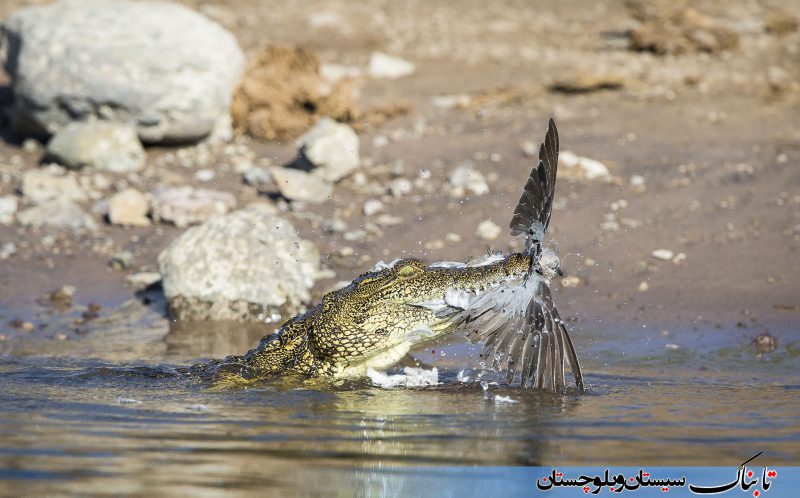 تصاویر شکار کبوتر توسط تمساح