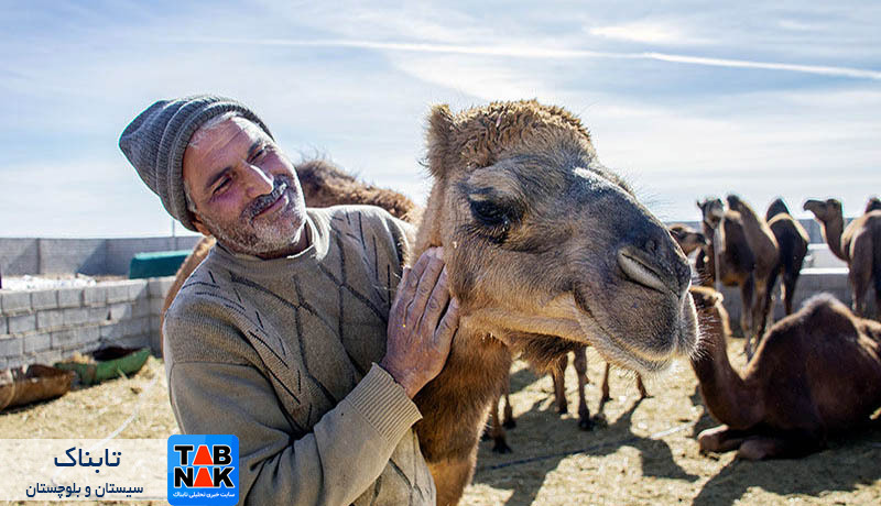 ۱۲ نکته عجیب درباره شتر/ حیوان رام، مفید و کاری